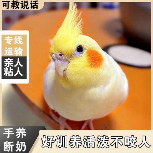 玄凤鹦鹉雏鸟手养亲人会说话