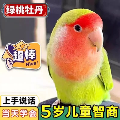 牡丹鹦鹉活鸟会说话黄桃绿桃紫罗兰亲人上手纯手养宠物鸟公母繁殖