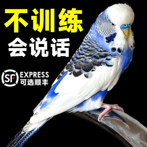 【会说话的鹦鹉】纯手养欧国血大头虎皮宠物活鸟亲人能上手可繁殖