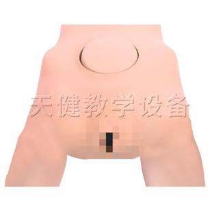 F22T骨盆测量模型女性骨盆测量教学训练模型骨盆内外测量模型