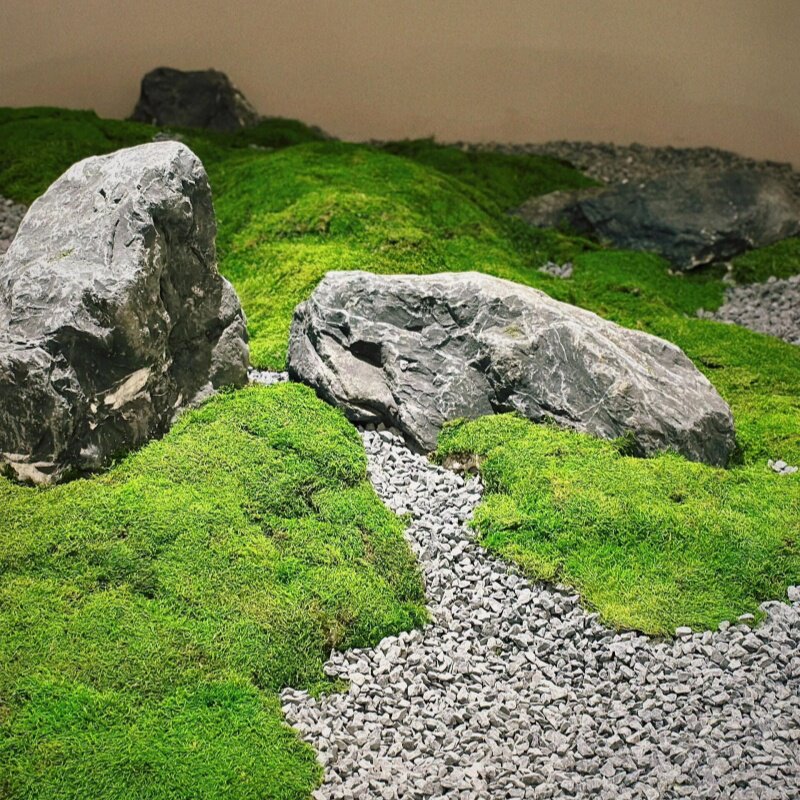 永生苔藓大灰藓室内软装干景墙面装饰仿真青苔枯山水造景仿生植物