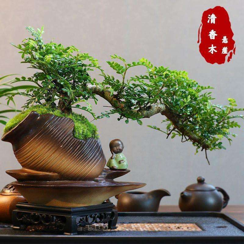 清香木盆景新中式室内好养桌面摆件绿植花卉盆栽∑