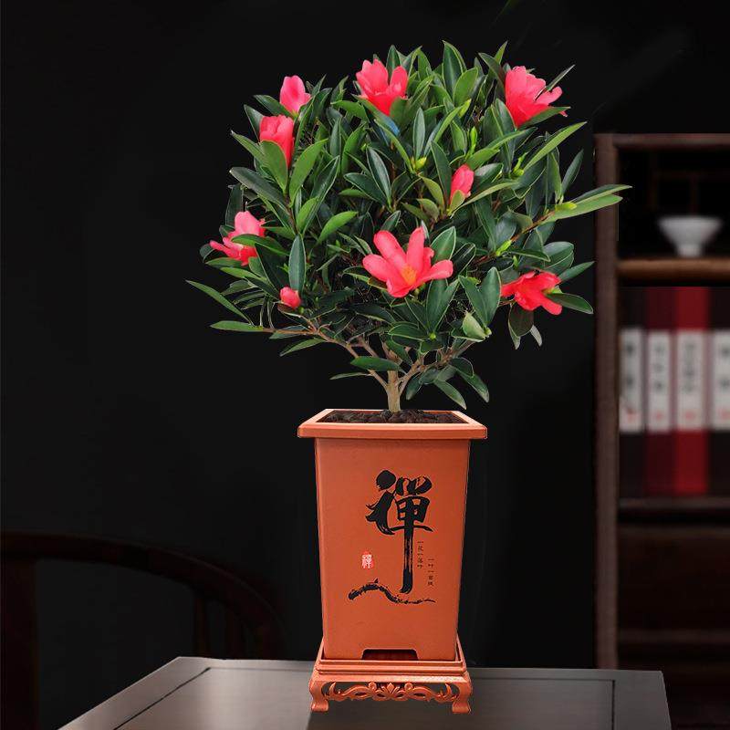 H四季杜鹃红山茶花室内客厅大盆栽带花苞开植物烈香名贵禅盆绿植