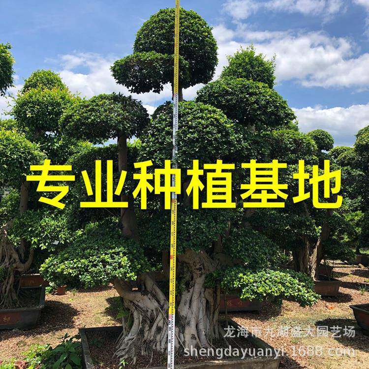 重庆小叶榕树桩广西细叶榕贵州造型小叶榕四川小叶榕桩头
