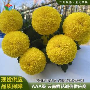 乒乓菊鲜花云南基地直发水养插花花束活动布置花艺花材菊花