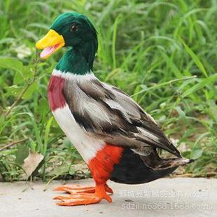 仿真绿头鸭野鸭摆件模型饰品儿童教学模型仿真鸭鸭子摆件拍摄道具