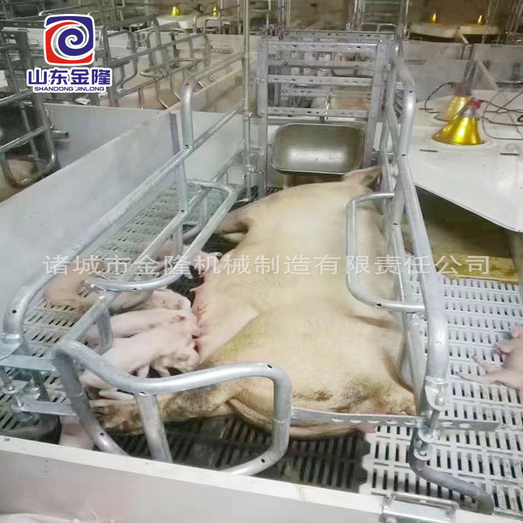 养猪场成套设备 养猪场污水处理设备母猪产床 保育床 欧式产床