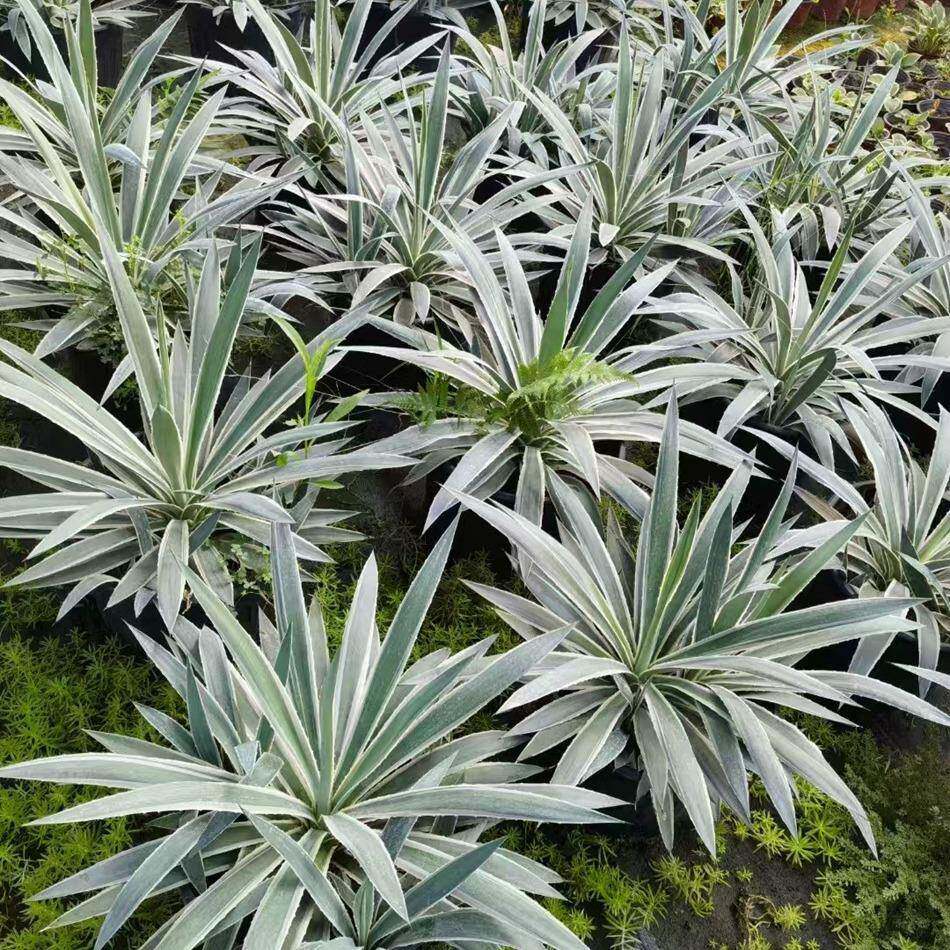 菠萝麻5加仑银边丝兰花境植物成都园林绿化工程苗木地被盆栽