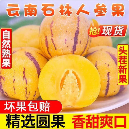 云南石林大果人参果树熟新鲜现摘