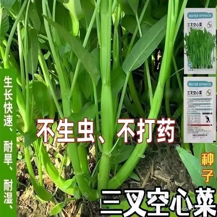 【三叉空心菜种子】正宗高产空心菜四季阳台蔬菜种子盆栽菜园zy