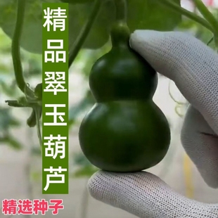 墨绿小葫芦种子翡翠葫芦盆栽手捻葫芦文玩种籽新品种阳台盆栽zy