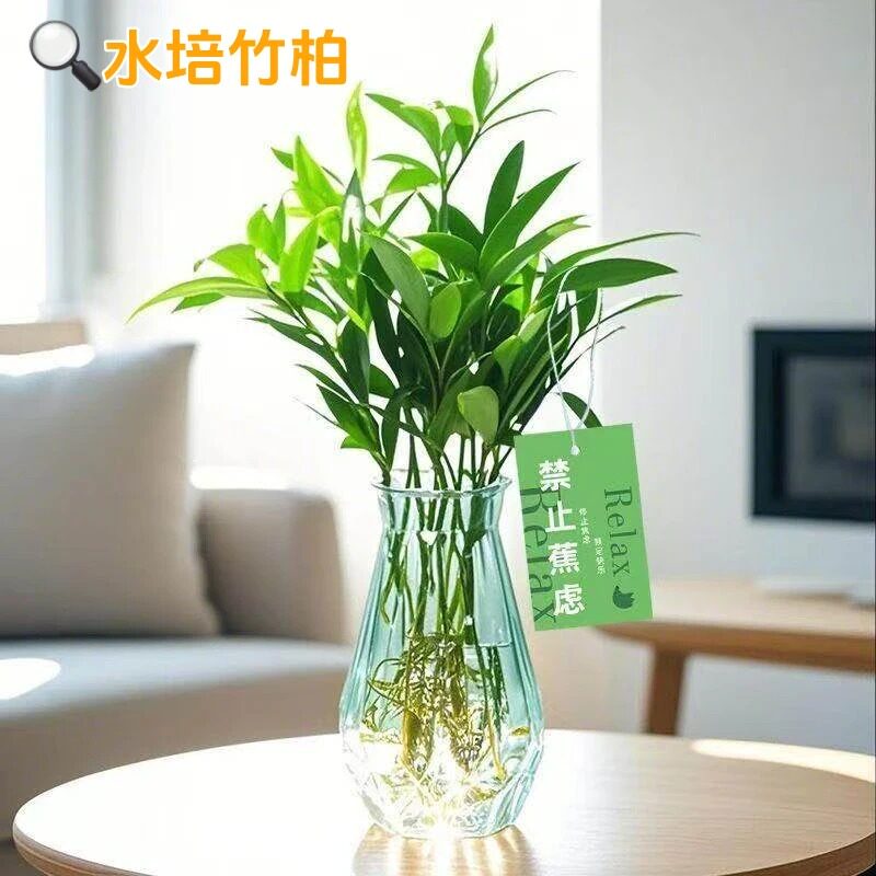水培竹柏水养植物盆栽绿植水培土培 客厅阳台室内四季常青植物zy