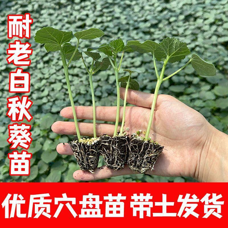 【秋葵苗秧】水果秋葵秧苗四季可种阳台庭院种植蔬菜苗子zy