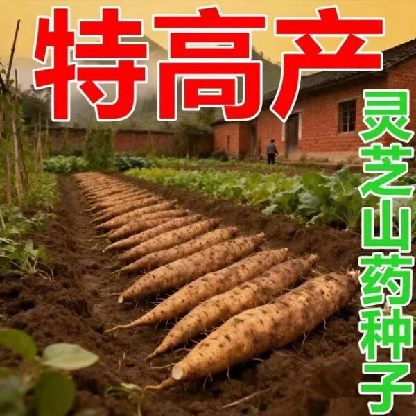 【灵芝山药种子】四季播种蔬菜种子阳台盆栽地栽小院zy