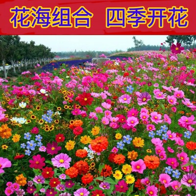 【正版花籽】混色野花组合花卉种子太阳花洋桔梗庭院四季开花zy