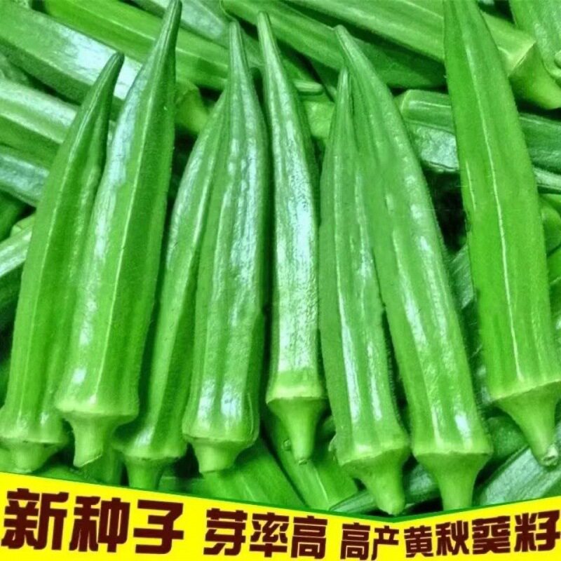 【秋葵种子种籽】高产水果四季盆栽红蔬菜孑菜种带土秧菜籽大全JH
