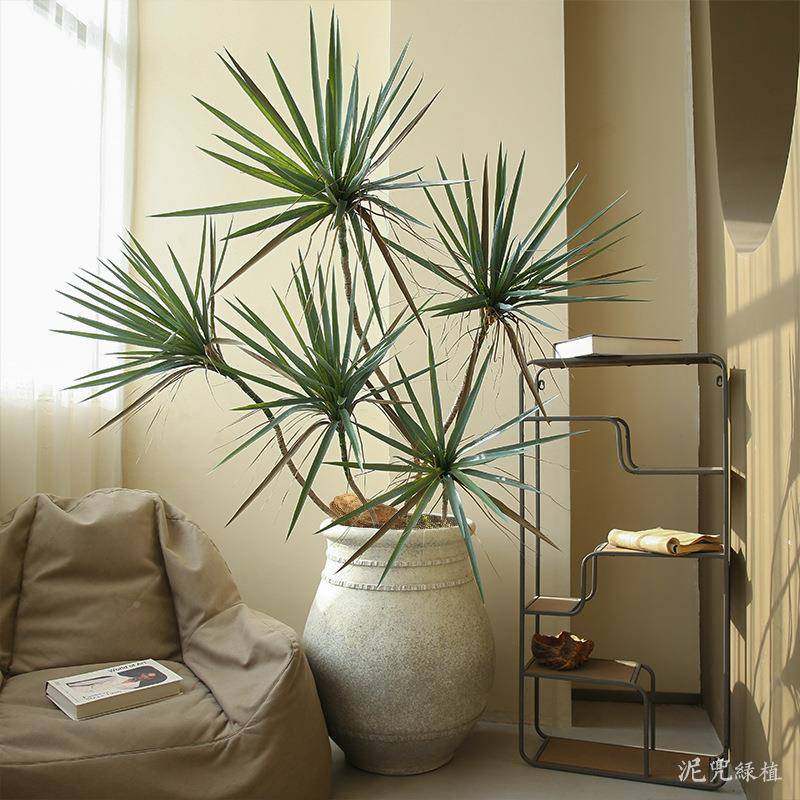 仿绿植植物吉姆兰盆栽带植物商JML001真场装饰件假树绿植摆造热景