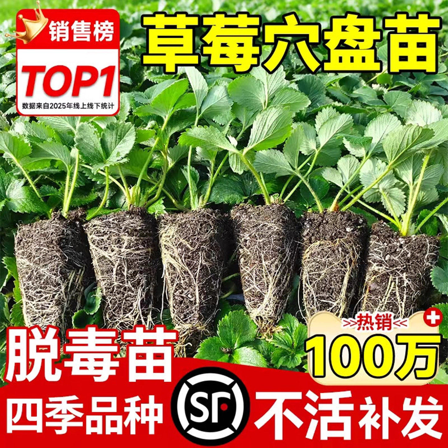 奶油草莓苗秧盆栽四季结果优质种苗带果种子穴盘苗特大号批发丹东