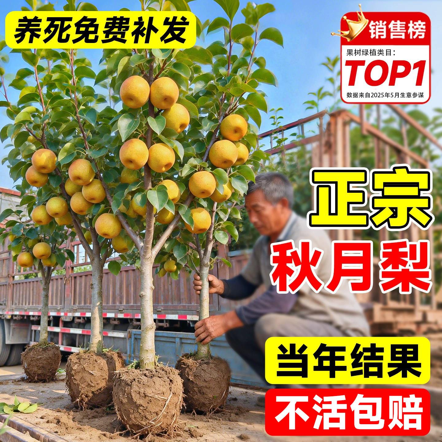 秋月梨树果苗嫁接正宗苹果梨翠冠梨庭院水果树南北方种植当年结果