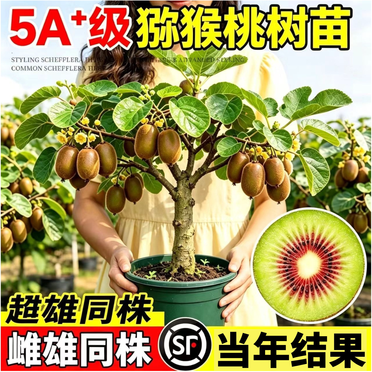 红心猕猴桃树果苗嫁接徐香软枣盆栽地栽雌雄同体南北种植当年结果