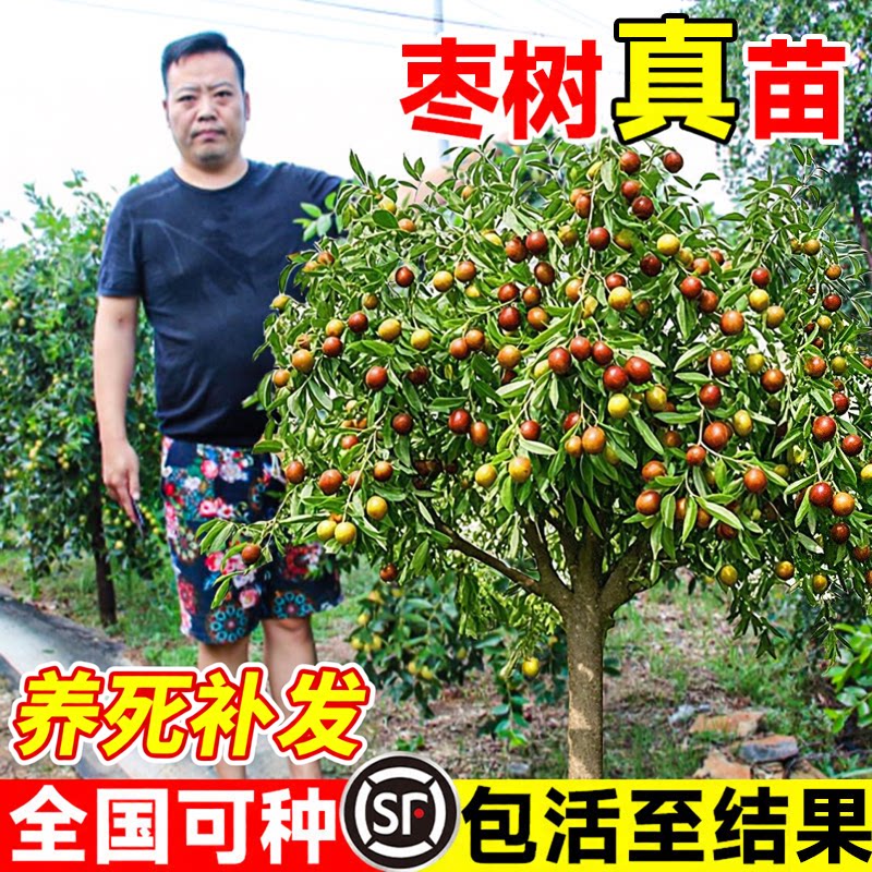 枣树活苗果树南方北方带土球种植嫁接冰糖枣特大超甜沾化冬枣苗树