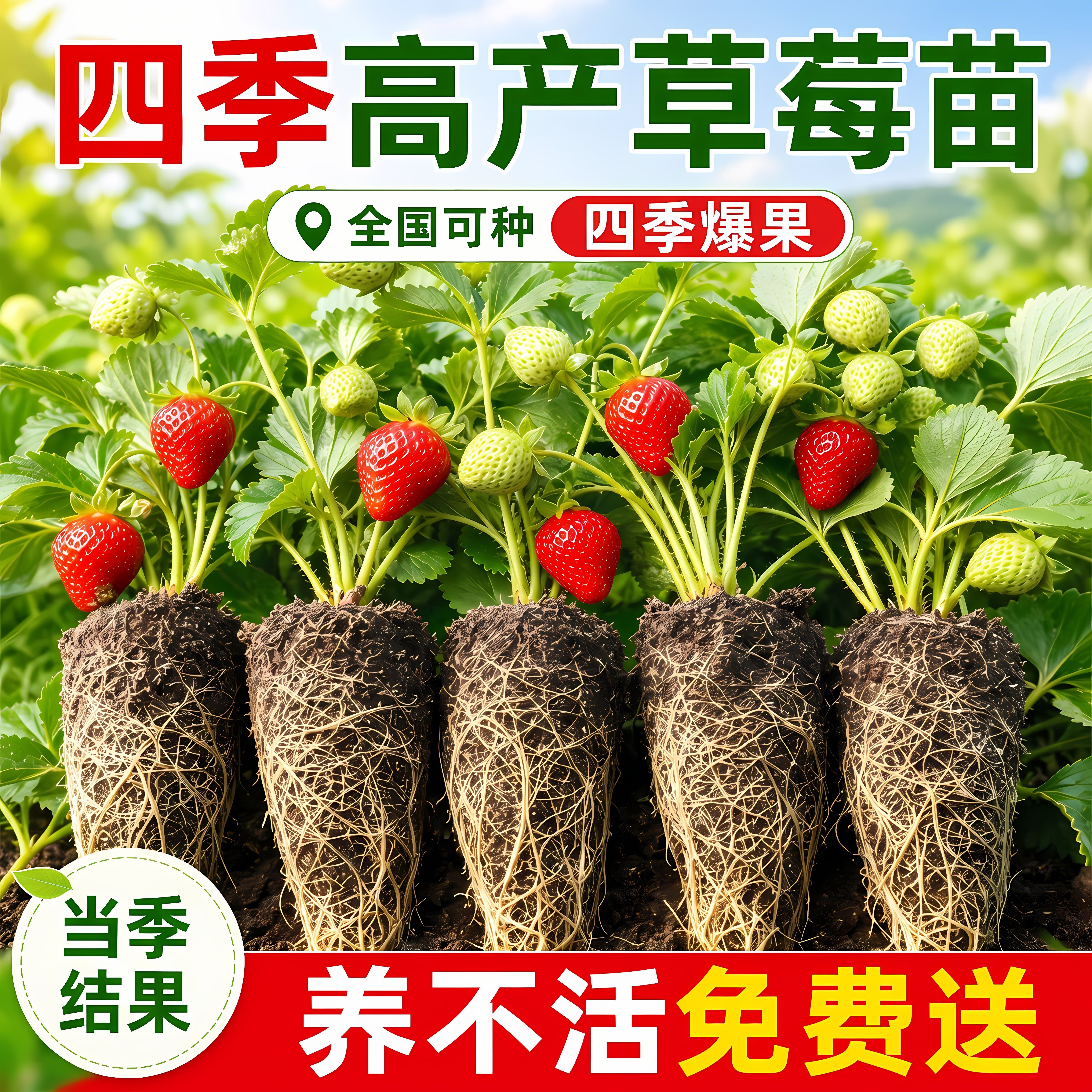草莓苗秧四季盆栽结果奶油草莓北方种植特大号秧苗耐寒带土苗