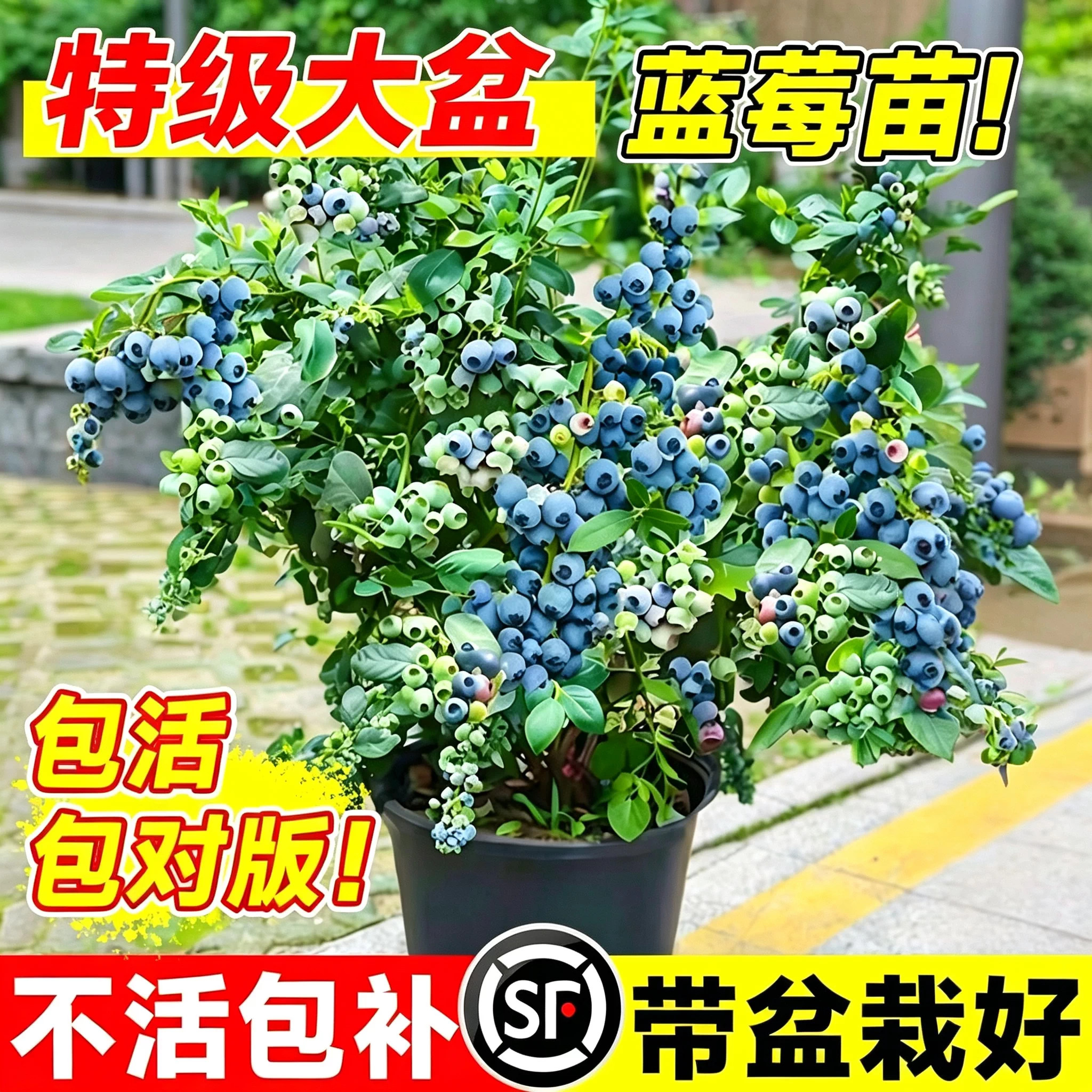 云南蓝莓树果苗带果子发货盆栽地栽四季南北方种植特大花香蓝莓苗