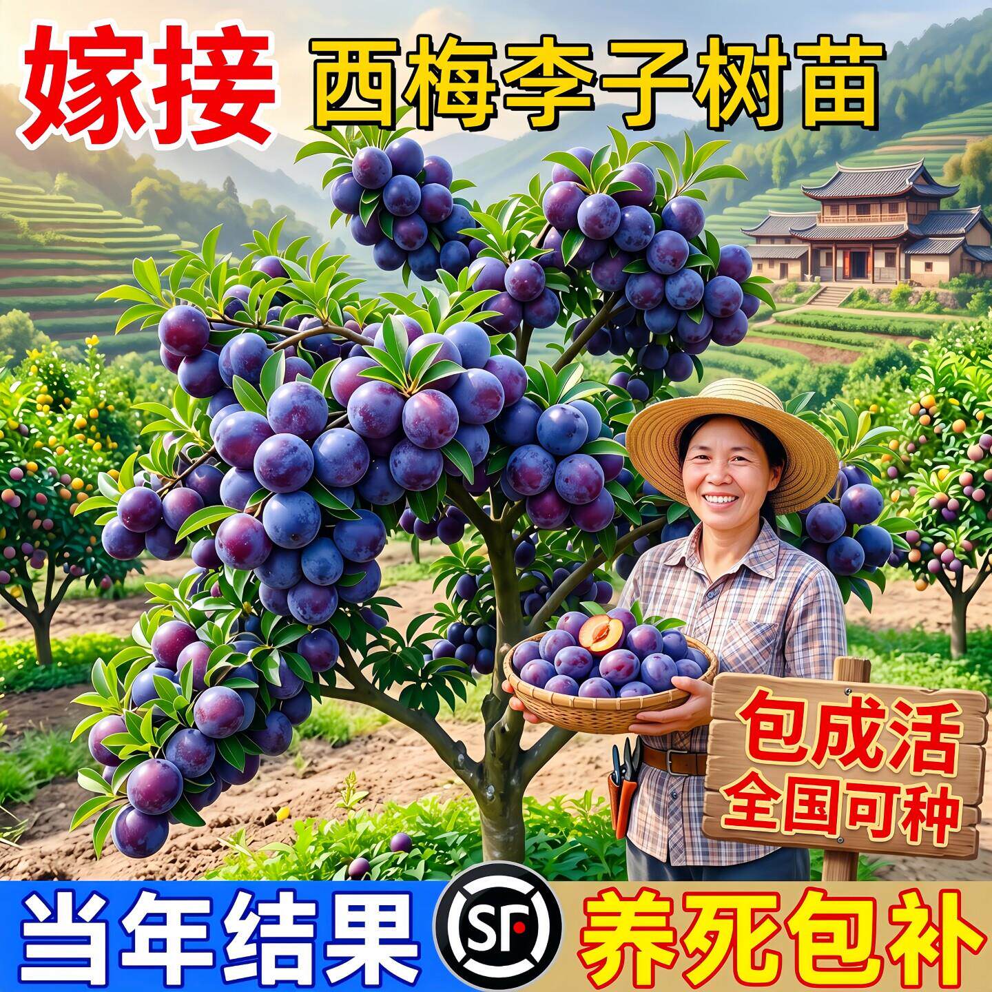 西梅树李子树苗南北方种植当年结果室外庭院盆栽嫁接四季水果树苗