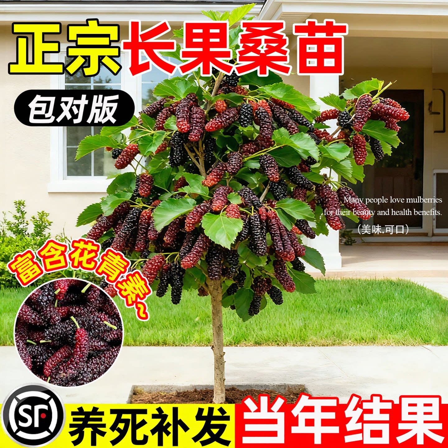 长果桑葚树苗无籽十黑桑大果树盆栽地栽庭院正宗台湾当年结果嫁接