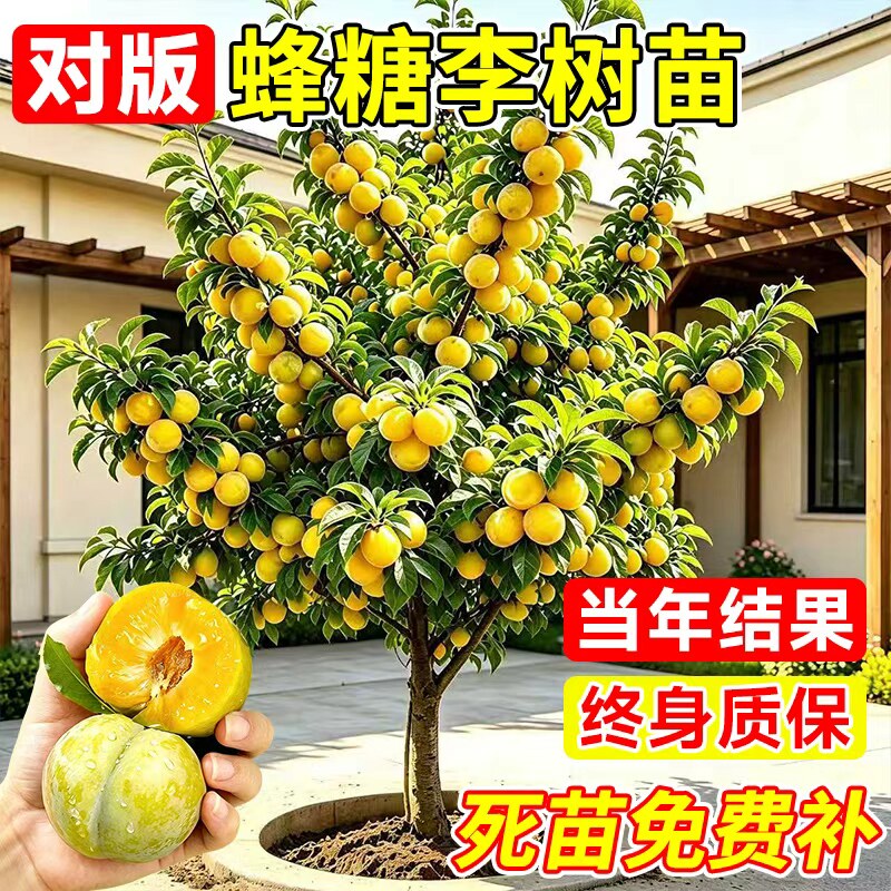 蜂糖李子树苗特大正宗嫁接盆栽地栽阳台盆栽南北方种植全国可种植