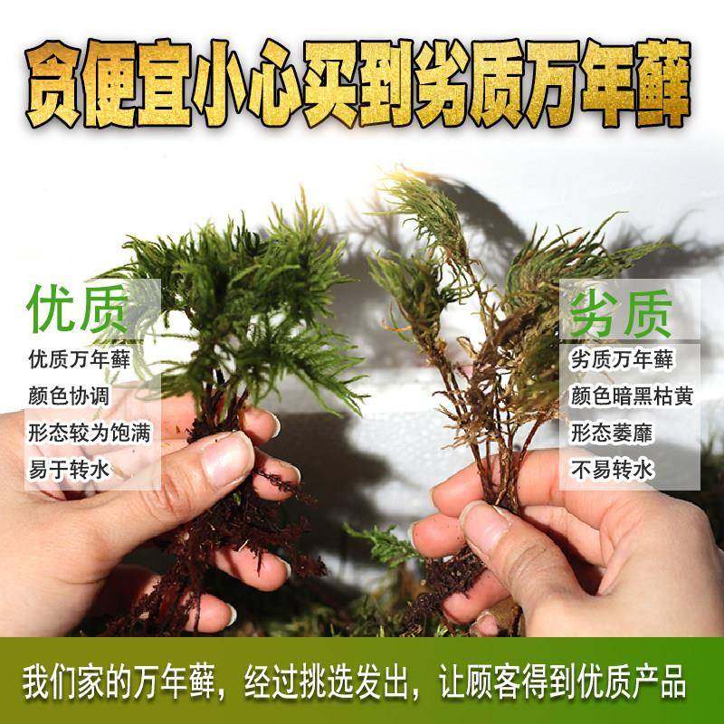 万年水草活体植物缸水草活409体易活好鱼养耐低温态瓶生藓水草造,宠物/宠物食品及用品,水草,淘宝优惠券,粉丝福利购,淘宝优惠卷