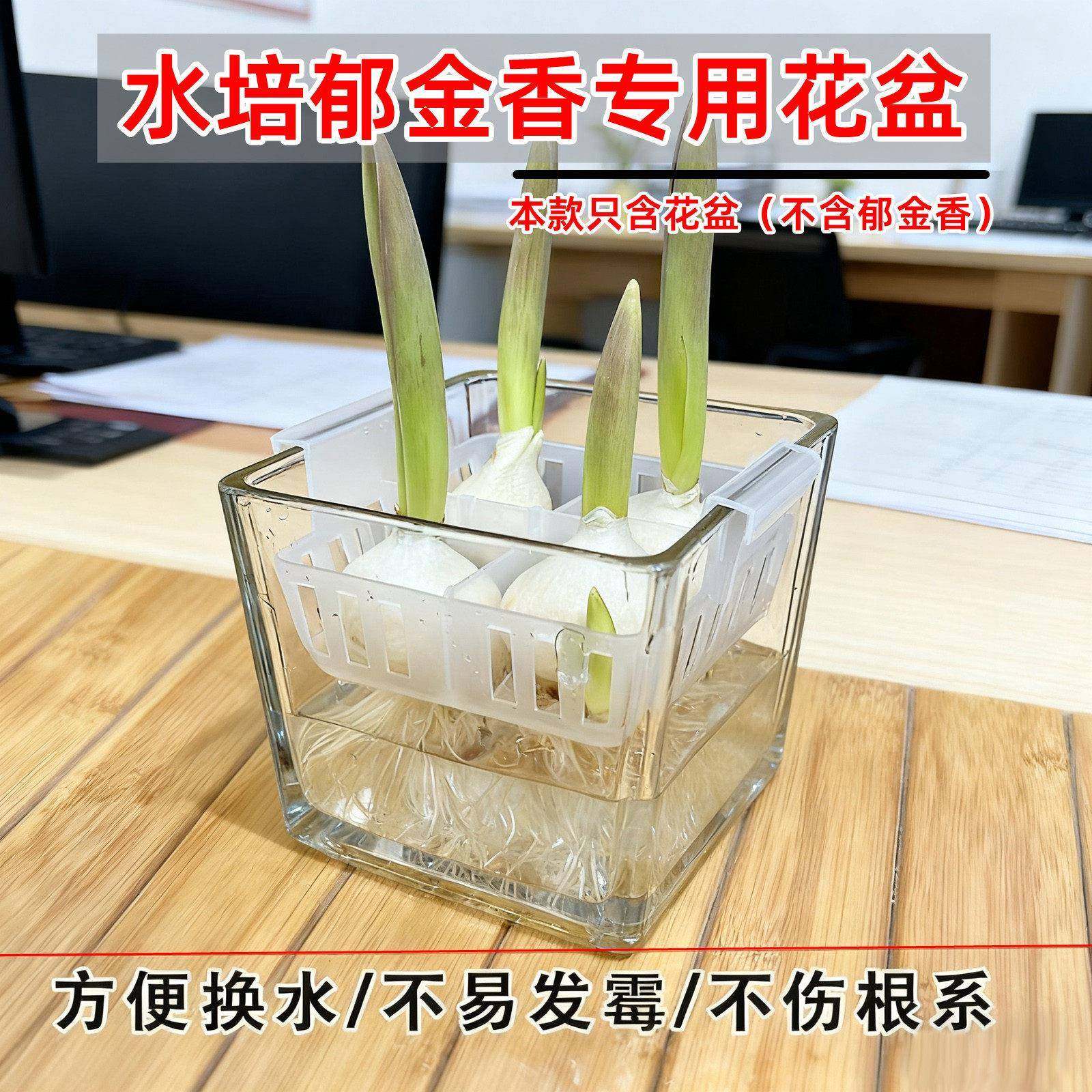 新款水郁培金香花416盆含定植篮养水种球玻璃器换皿方便水亚克力,鲜花速递/花卉仿真/绿植园艺,花盆,淘宝优惠券,粉丝福利购,淘宝优惠卷