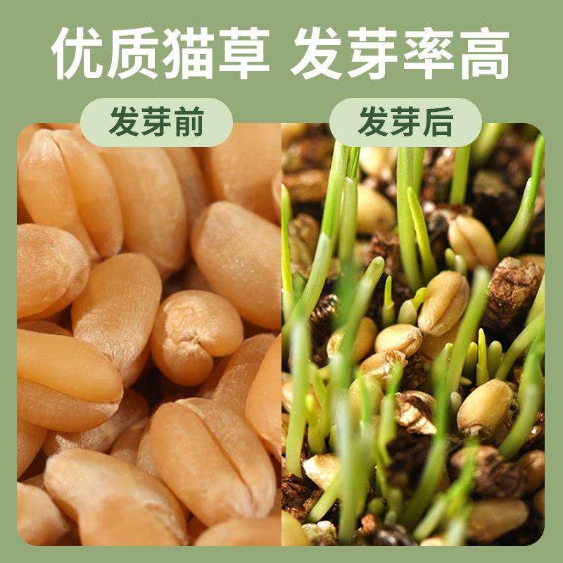 毛猫盆栽种植小JQ-BH059麦子土培草盒育苗懒人猫薄荷幼盘猫咪化草,宠物/宠物食品及用品,猫零食罐,淘宝优惠券,粉丝福利购,淘宝优惠卷