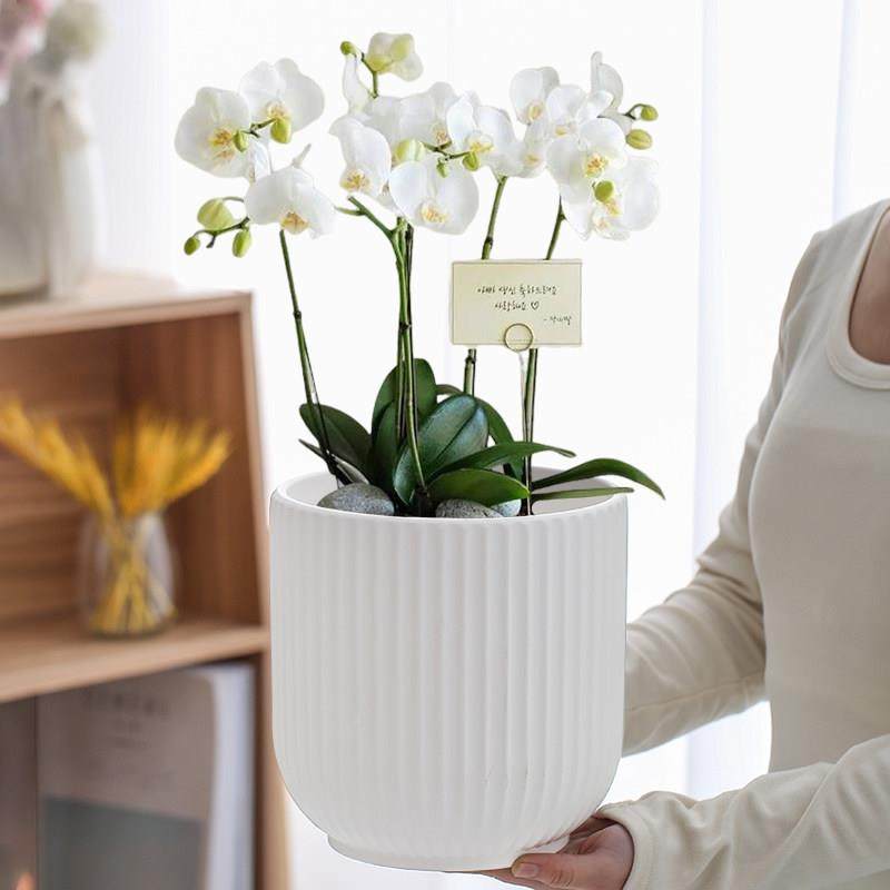 新光款花盆陶瓷亚托竖纹条北欧439风简约花盆大号特大号带盘桌面,鲜花速递/花卉仿真/绿植园艺,花盆,淘宝优惠券,粉丝福利购,淘宝优惠卷