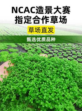 鱼缸水草植真草造景摆件净新手植物石蜈蚣绿菊阴性草火山物水sc21