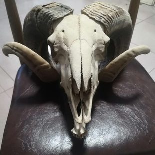 羊头骨骼摆件挂饰品家装真标本装饰复古纯手工制作招财特色手工艺