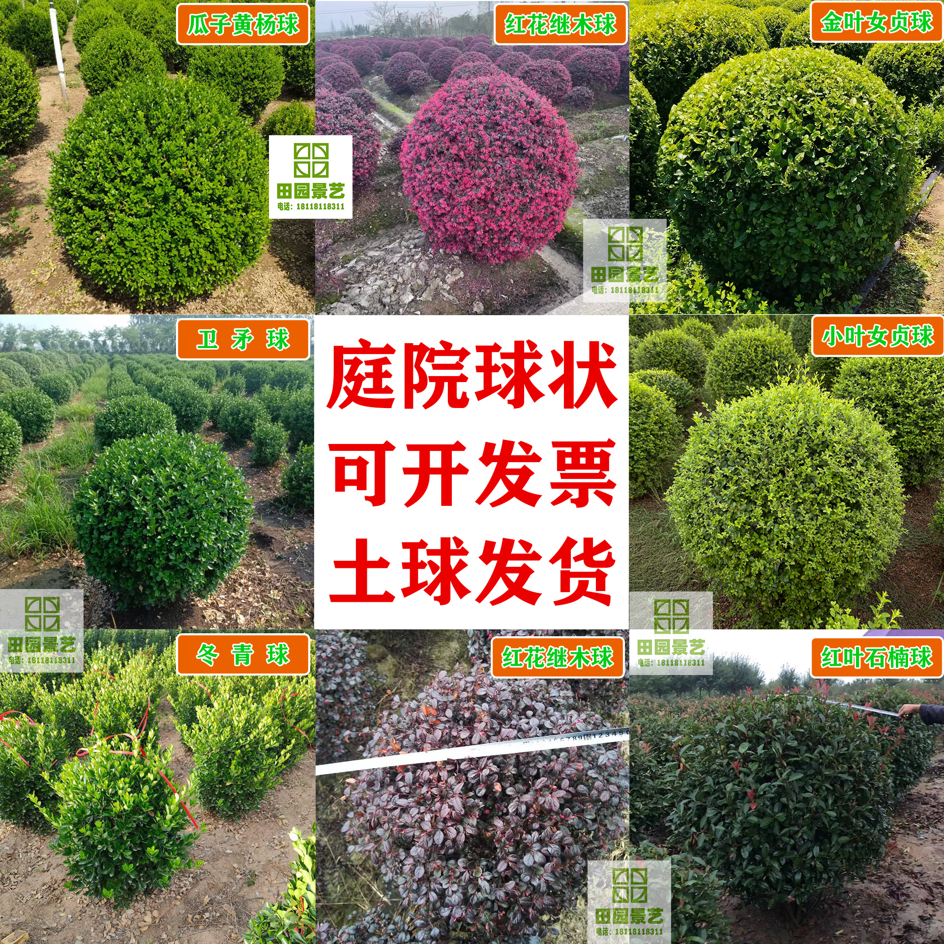 精品球状冬青黄杨红叶石楠