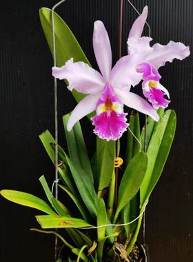 卡特兰 c1919.半白瓦賽 开花株