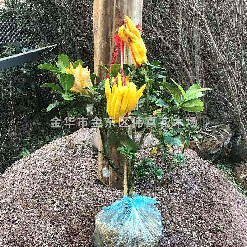 金华佛手佛手橘带果发货室内观果植物花卉盆景盆栽植物佛手树