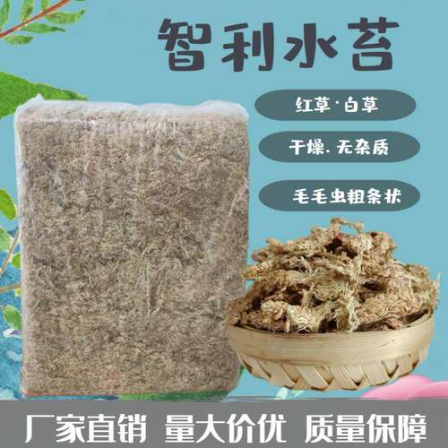智利水苔兰花土绿植盆栽土爬宠垫材微景观毛毛虫水苔水草红草白草