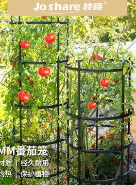 枝晓超大直径番茄爬藤架菜园攀爬户外庭院花支架子花园花柱花架