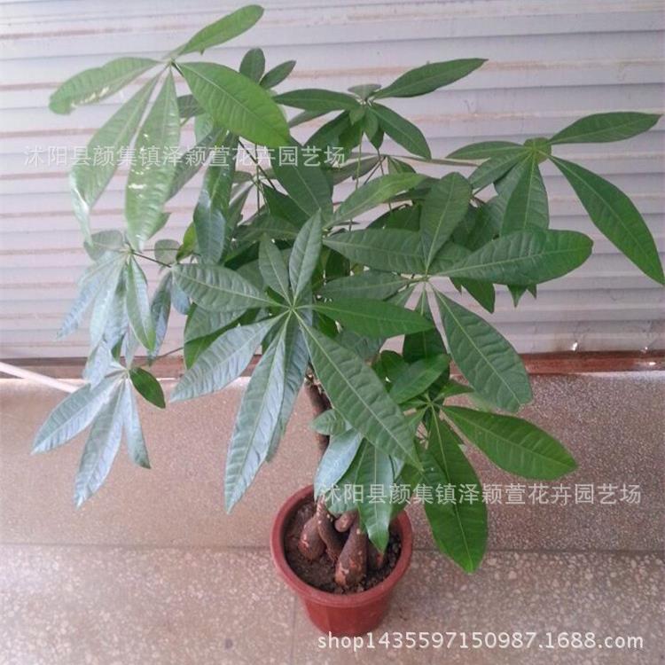 基地热销家居办公大型植物盆景室内辫子大发财树独杆发财树盆栽