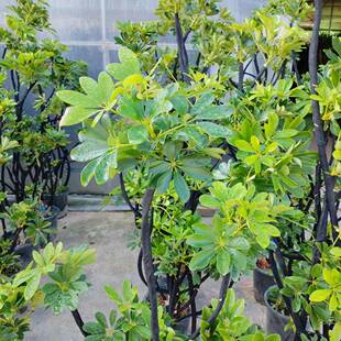 造型鸭脚木大盆栽家庭园艺植物花境植物工程苗木园林绿化植物