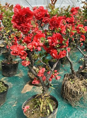 木本海棠长寿冠长寿乐 铁杆海棠 大花重瓣红色海棠  十二一重海棠