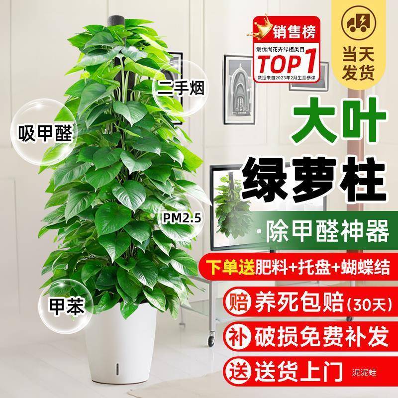 大叶绿萝柱盆栽客厅室内旺宅大型绿植新房办公室除甲醛植物好养活