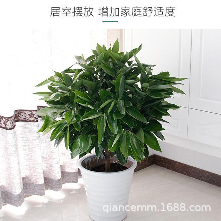 大型绿植平安树盆栽 客厅幸福树四季常青绿色植物花卉办公室 盆栽