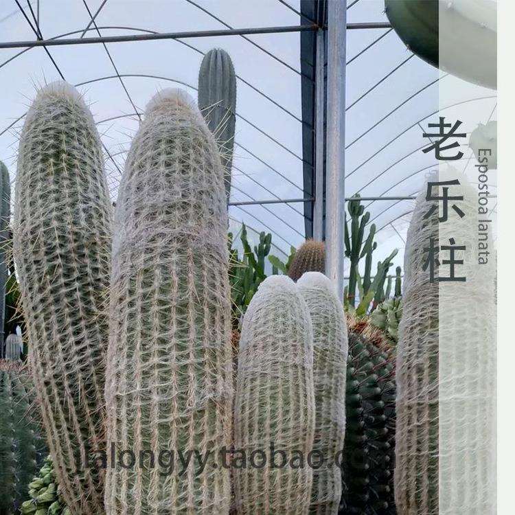 多头 老乐柱 白色长毛仙人柱 群生盆栽 仙人掌植物 幻乐柱 中大型