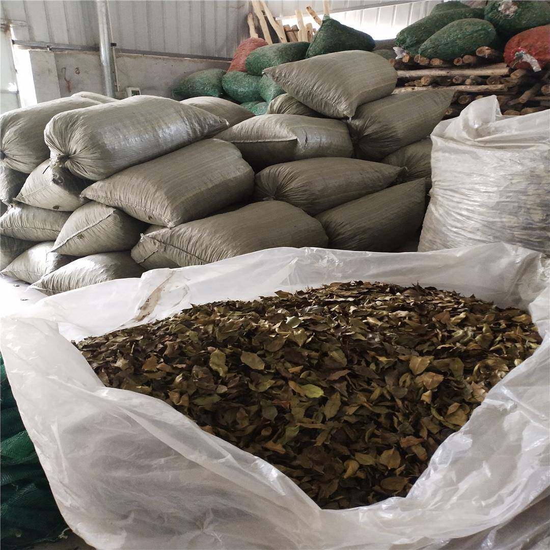 生态种植沉香叶子可晒烘干原叶枕头植物填充物沉香茶佛香清香