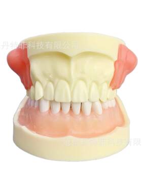 M4030病理模型牙齿模型牙模型练习模型