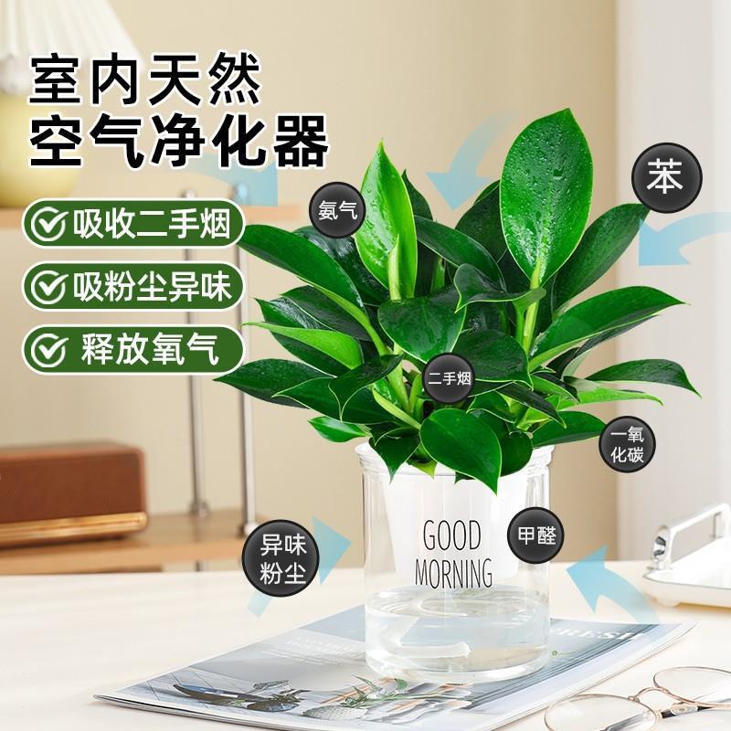 大盆金钻盆栽绿公主水培办公室内绿植蔓绿绒多肉大叶植物去除甲醛